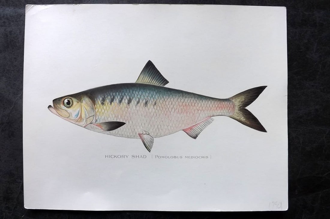 Denton, Sherman 1902 Folio Fish Print. Hickory Shad: Antique Chromolithograph Published 1902, Albany for "Fish and Game of the State of New York. Seventh Report"by the Forest, Fish and Game Commission of New York. Illustrated by Sherman Foote Denton, J.