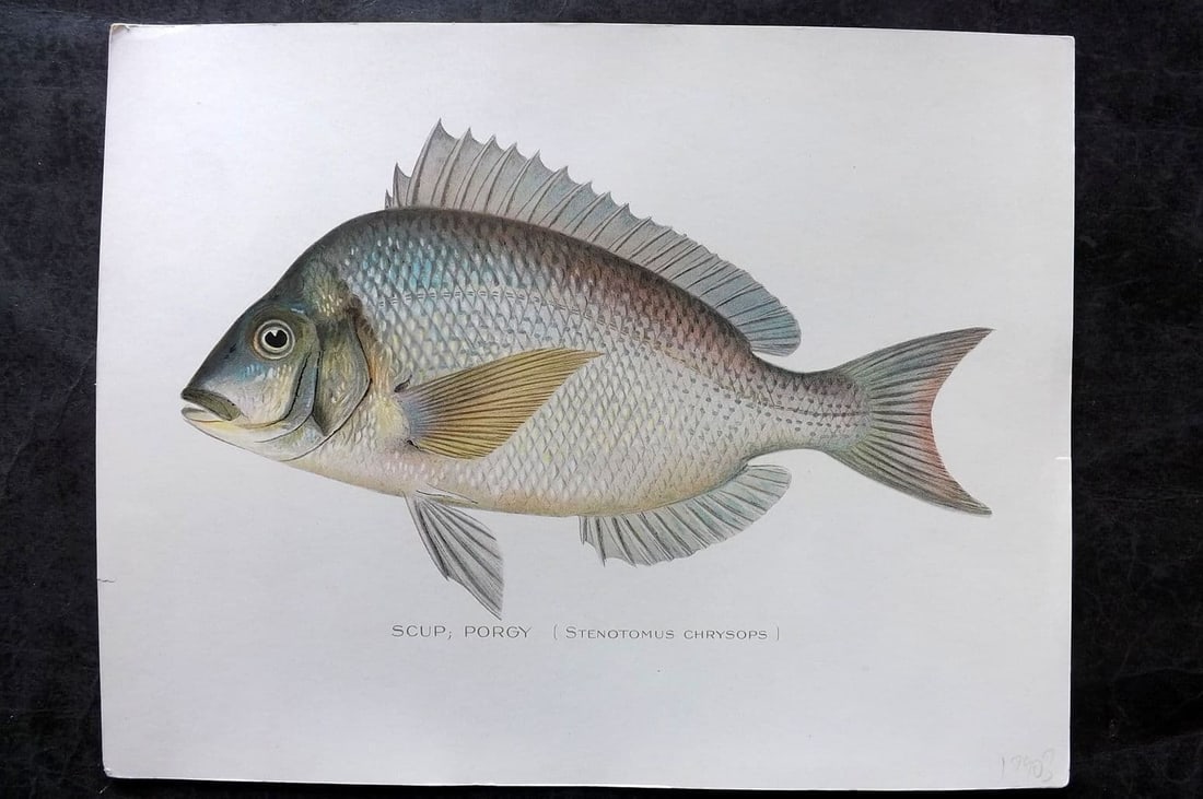 Denton, Sherman 1902 Folio Fish Print. Scup, Porgy: Antique Chromolithograph Published 1902, Albany for "Fish and Game of the State of New York. Seventh Report"by the Forest, Fish and Game Commission of New York. Illustrated by Sherman Foote Denton, J.