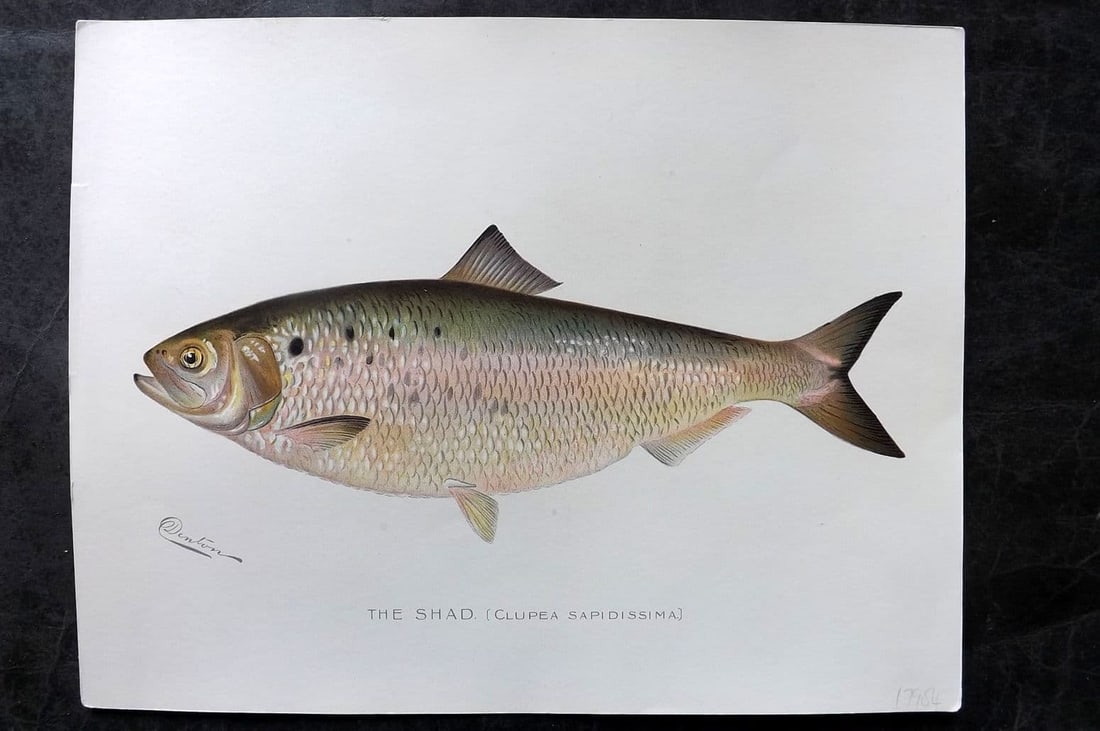 Denton, Sherman 1902 Folio Fish Print. The Shad: Antique Chromolithograph Published 1902, Albany for "Fish and Game of the State of New York. Seventh Report"by the Forest, Fish and Game Commission of New York. Illustrated by Sherman Foote Denton, J.