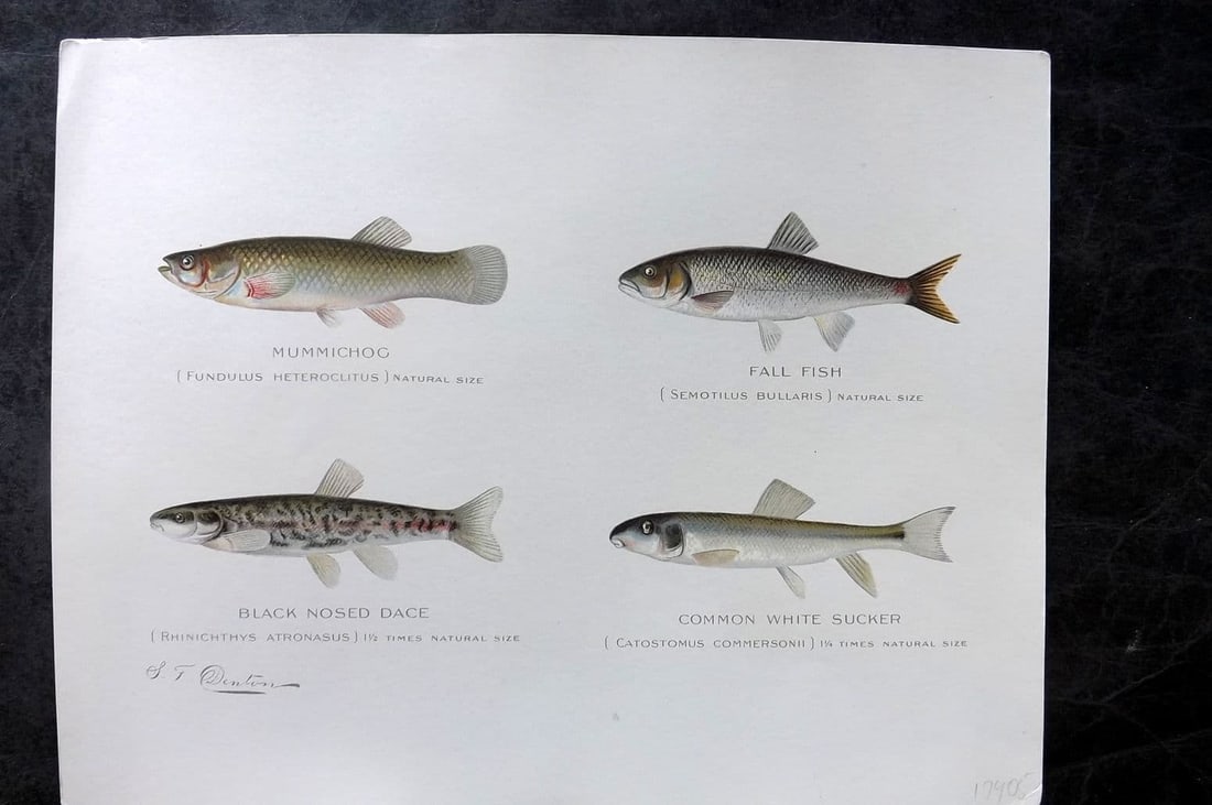Denton, Sherman 1902 Fish Print. Mummichog, Fall Fish, Black Nosed Dace, White Sucker (1 of 1)