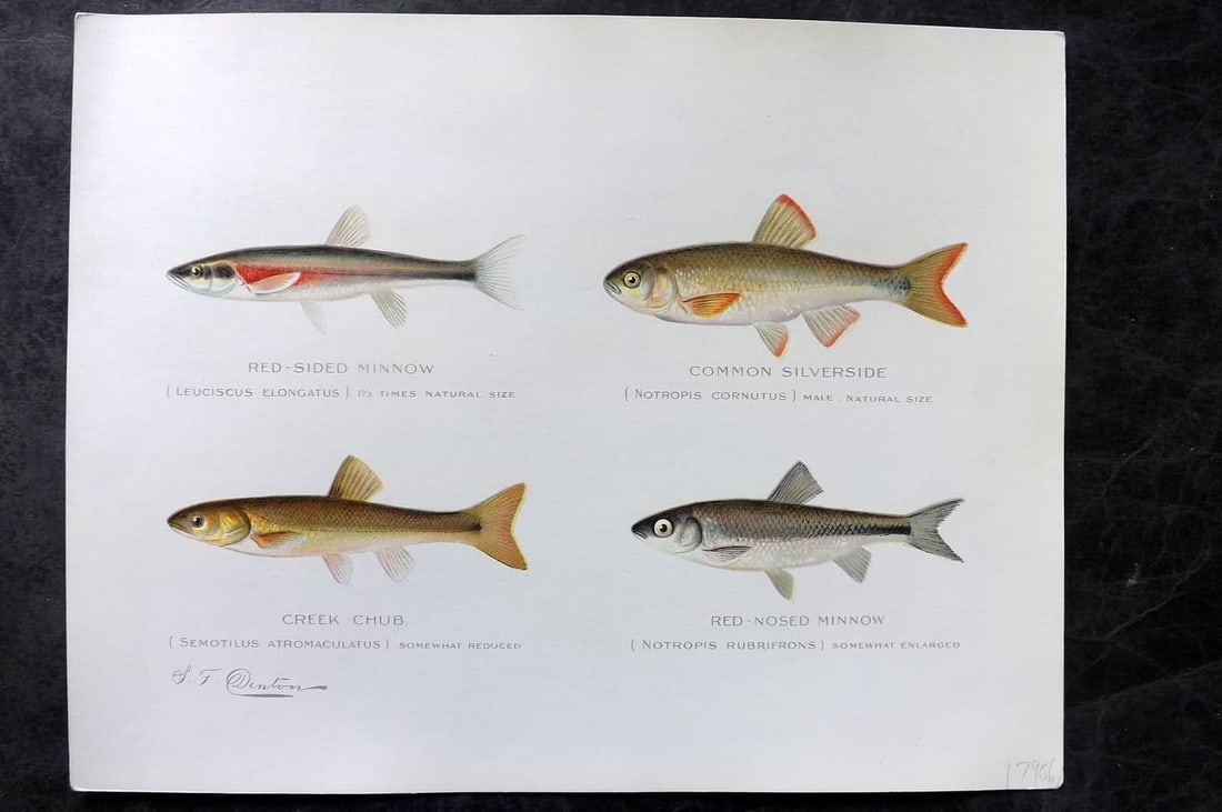 Denton, Sherman 1902 Folio Fish Print. Red Sided & Nosed Minnow, Silverside, Creek Chub: Antique Chromolithograph Published 1902, Albany for "Fish and Game of the State of New York. Seventh Report"by the Forest, Fish and Game Commission of New York. Illustrated by Sherman Foote Denton, J.