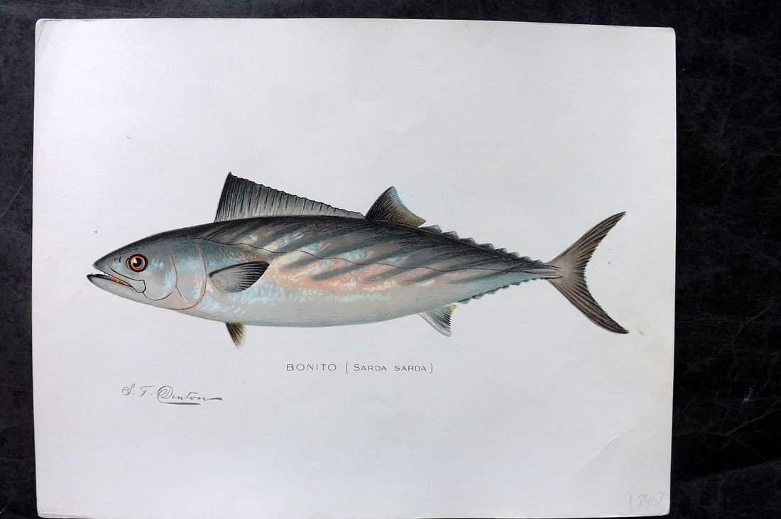 Denton, Sherman 1902 Folio Fish Print. Bonito: Antique Chromolithograph Published 1902, Albany for "Fish and Game of the State of New York. Seventh Report"by the Forest, Fish and Game Commission of New York. Illustrated by Sherman Foote Denton, J.