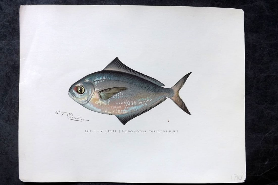 Denton, Sherman 1902 Folio Fish Print. Butter Fish: Antique Chromolithograph Published 1902, Albany for "Fish and Game of the State of New York. Seventh Report"by the Forest, Fish and Game Commission of New York. Illustrated by Sherman Foote Denton, J.