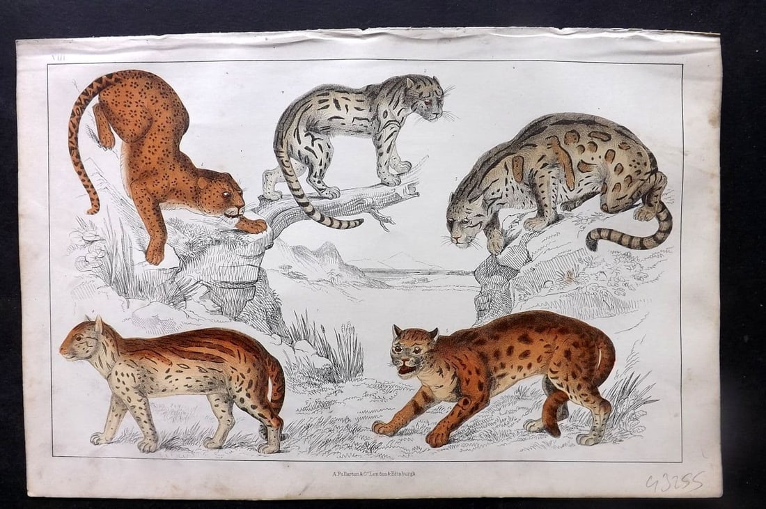 Goldsmith, Oliver C1850 Hand Col Print. Leopard, Ocelot, Sumatra Cat, Clouded Tiger 08 (1 of 1)
