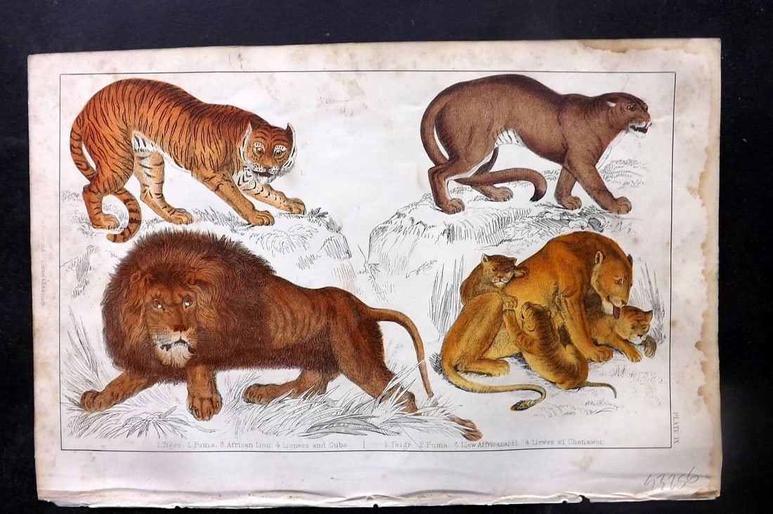 Goldsmith, Oliver C1850 Hand Col Print. Tiger, African Lion, Puma, Lioness and Cubs 09: Antique Etching/Engraving Published C1850 by A. Fullarton & Co., London for "A History of the Earth and Animated Nature"by Oliver Goldsmith. Fine hand colour as issued. Paper Size: 10 x 6 inch (25 x 1