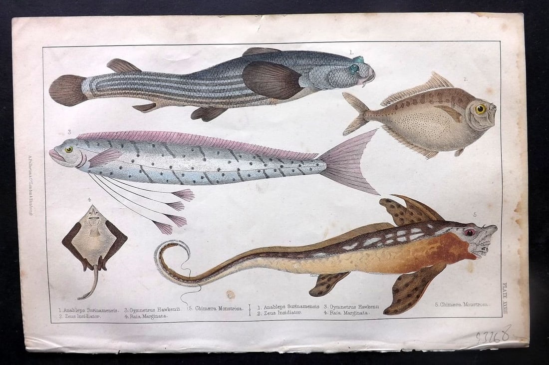 Goldsmith, Oliver C1850 Hand Col Print. Anableps, Raia. Zeus Fish 33: Antique Etching/Engraving Published C1850 by A. Fullarton & Co., London for "A History of the Earth and Animated Nature"by Oliver Goldsmith. Fine hand colour as issued. Paper Size: 10 x 6 inch (25 x 1