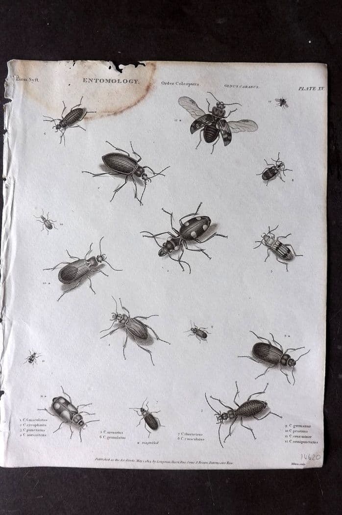 Rees, Abraham 1820 Antique Print. Entomologu - Coleoptera Carabus Insects 15: Antique Copper Plate Published 1802-20 by Longman, Hurst, Rees & Orme for "The Cyclopaedia: or, Universal dictionary of arts, sciences, and literature"By Abraham Rees. Paper Size: 10.5 x 8 inch (27 x 
