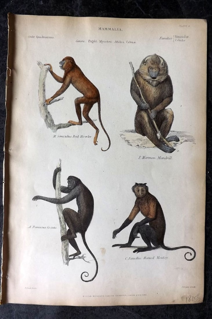 Richardson, John 1862 HC Print. Squirrel Monkey, Marmozet, Macauco, Marmozet 03 (1 of 1)
