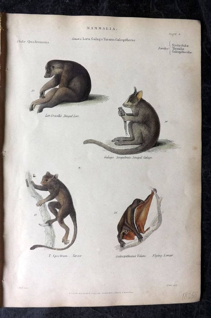 Richardson, John 1862 Hand Col Print. Bengal Lori, Galago, Tarsier, Flying Lemur 04: Antique Steel Engraving/Etching Published 1859-62 by William Mackenzie, Edinburgh & London for "The Museum of Natural History" by John Richardson. Fine hand colour as issued. Paper Size: 10.5 x 7.5 in