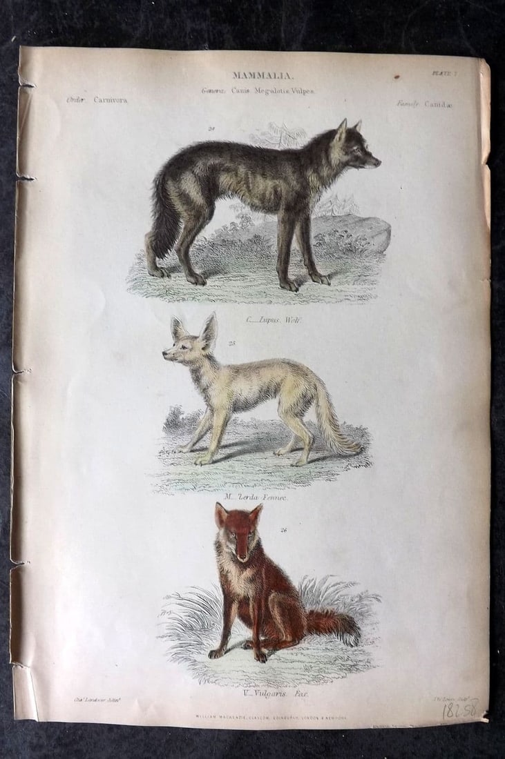 Richardson, John 1862 Hand Col Print. Wolf, Fennec, Fox 07 (1 of 1)