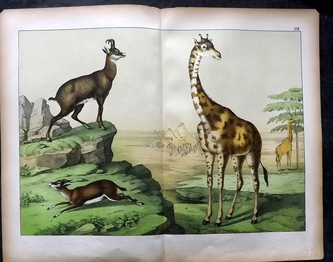 Schubert, Gotthilf C1880 Folio Print. Giraffe etc 22 (1 of 1)