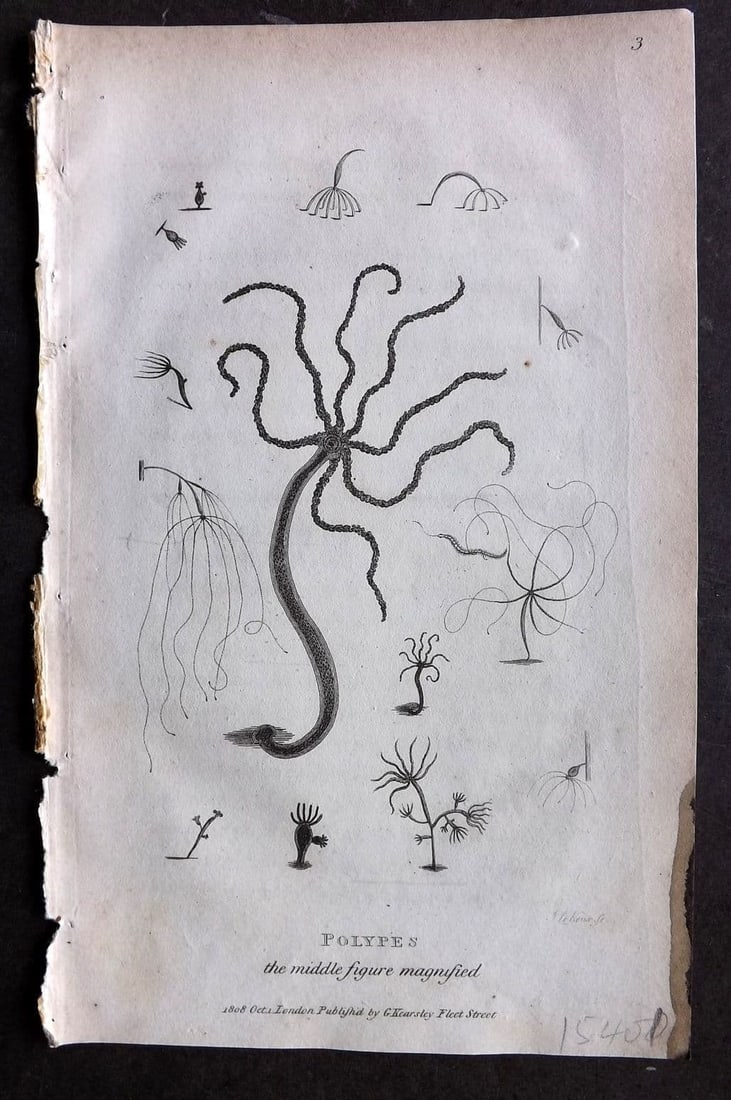 Shaw, George 1809 Antique Print. Polypes 03: Copper Plate Published 1809 by G.Kearsley, London for "Zoological Lectures..."by George Shaw. Paper Size: 8.5 x 5 inch (22 x 13cm) Very Minor background toning. Ink stain at edge of right margin.