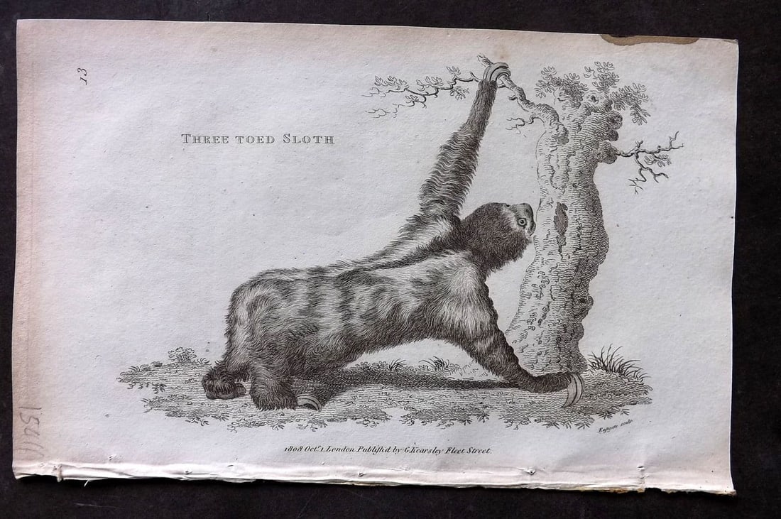 Shaw, George 1809 Antique Print. Three Toed Sloth 13: Copper Plate Published 1809 by G.Kearsley, London for "Zoological Lectures..." by George Shaw. Paper Size: 8.5 x 5 inch (22 x 13cm) Ink mark, edge of top margin. Good Condition