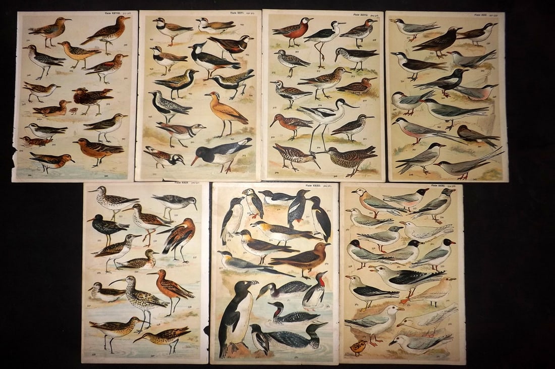 Gordon, W. J. C1900 Lot of 7 Antique Bird Prints: Chromolithograph Published C1900, London for the "Our Country's" Series by W. J. Gordon. Paper Size: 7.5 x 5 inch (19 x 13cm) Good Condition