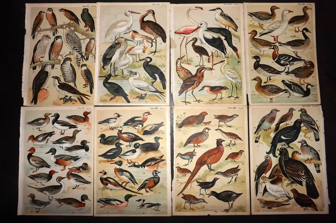 Gordon, W. J. C1900 Lot of 8 Antique Bird Prints: Chromolithograph Published C1900, London for the "Our Country's" Series by W. J. Gordon. Paper Size: 7.5 x 5 inch (19 x 13cm) Good Condition
