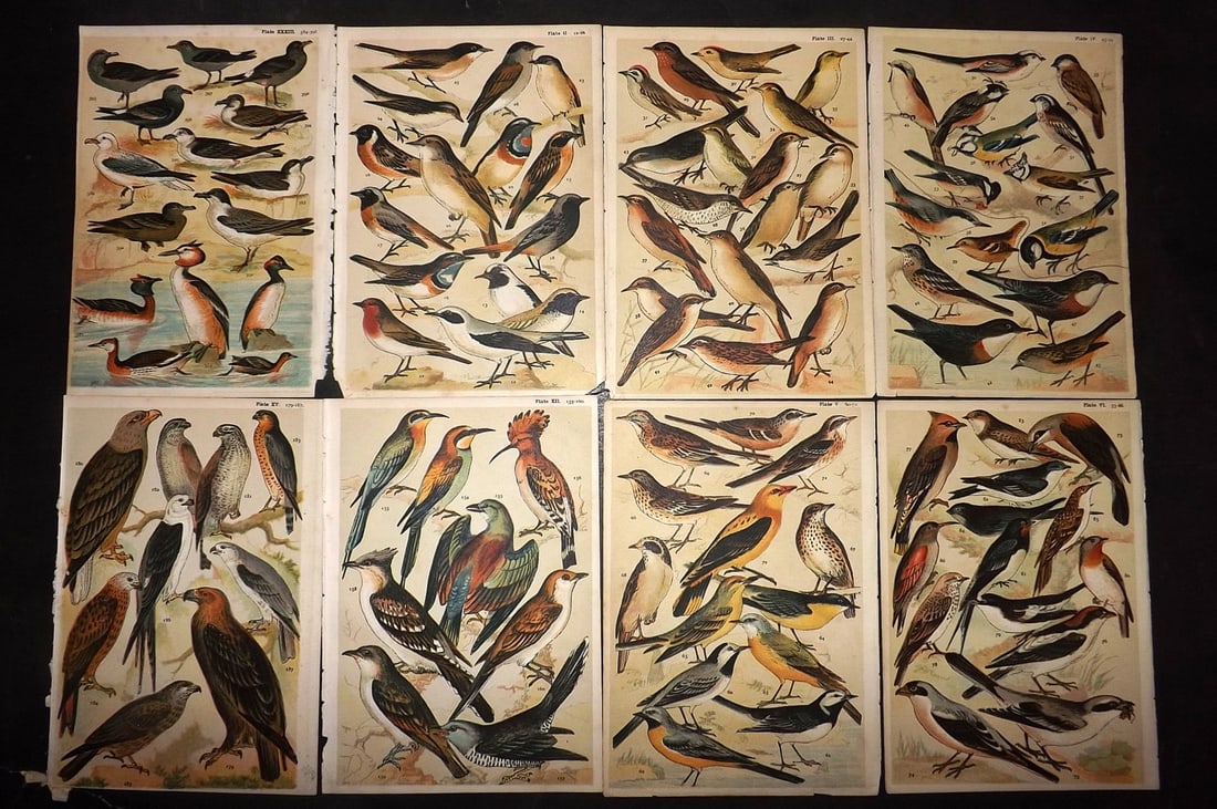Gordon, W. J. C1900 Lot of 8 Antique Bird Prints: Chromolithograph Published C1900, London for the "Our Country's" Series by W. J. Gordon. Paper Size: 7.5 x 5 inch (19 x 13cm) Good Condition