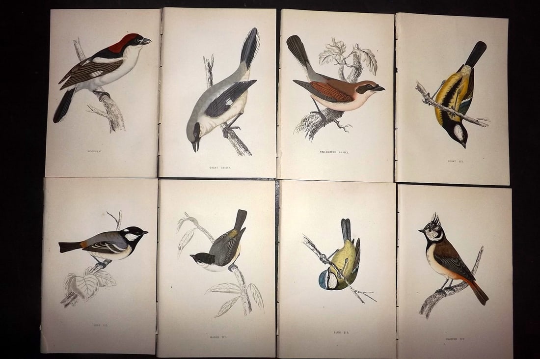 Morris, Francis 1867 Lot of 8 Hand Col Bird Prints: Woodblocks Published 1863-7, London for "A History of British Birds" by the Rev. Francis Orpen Morris. Printed in colours and finished by hand. Paper Size: 7.5 x 5 inch (19 x 12cm) Good Condition