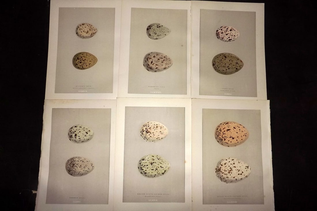 Morris, Francis 1892 Lot of 6 Antique Bird Egg Prints: Woodblocks Published 1892, London for "A Natural History of the Nests and Eggs of British Birds" By the Rev. Francis Orpen Morris, printed Benjamin Fawcett. Paper Size: 10 x 7 nch (26 x 18cm) Good Con
