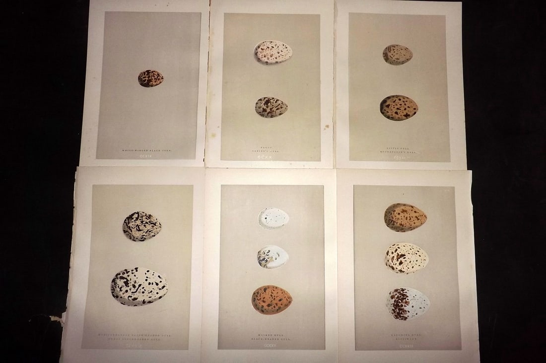 Morris, Francis 1892 Lot of 6 Antique Bird Egg Prints: Woodblocks Published 1892, London for "A Natural History of the Nests and Eggs of British Birds" By the Rev. Francis Orpen Morris, printed Benjamin Fawcett. Paper Size: 10 x 7 nch (26 x 18cm) Good Con