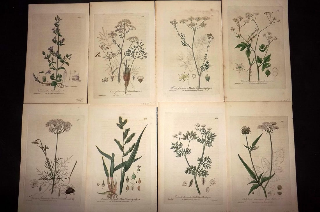 Baxter, William 1836 Lot of 8 Hand Col Botanical Prints (1 of 2)