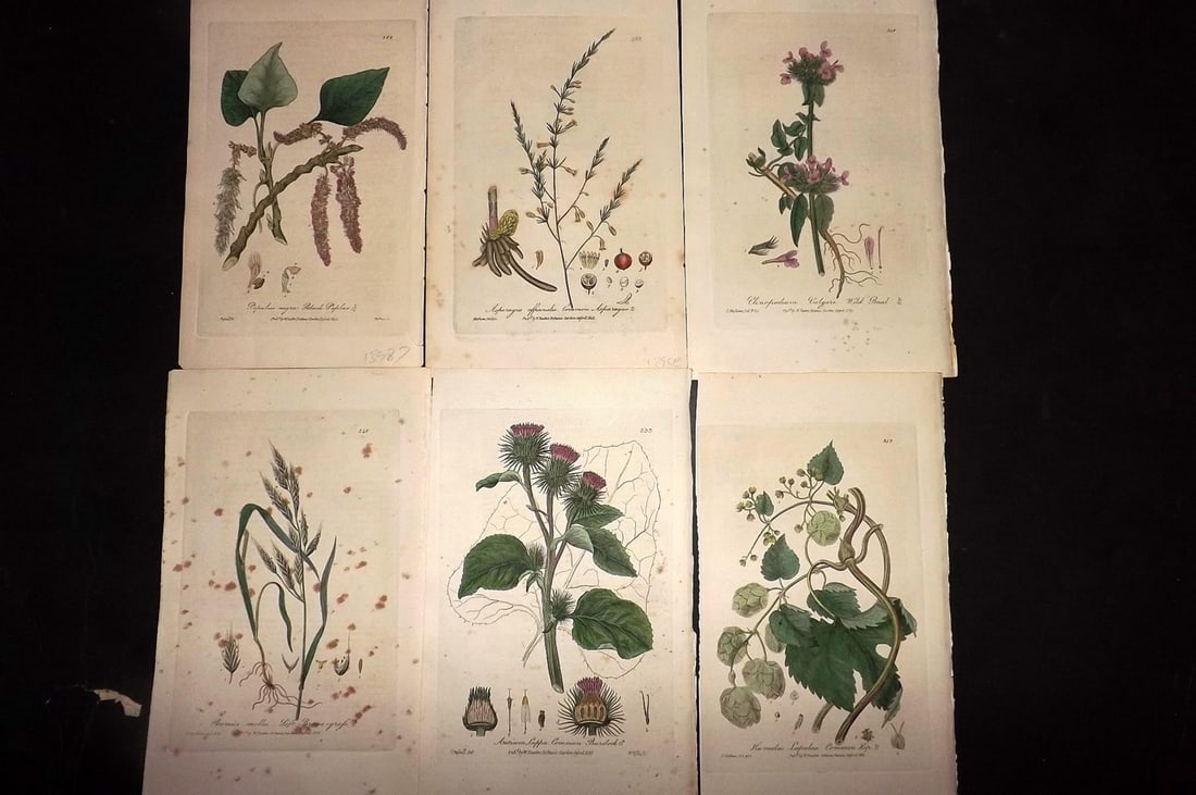 Baxter, William 1836 Lot of 6 Hand Col Botanical Prints: Antique Etching Published 1834-43, Oxford for "British Phaenogamous Botany; or, Figures and Descriptions of British Flowering Plants"by William Baxter. Fine hand colour as issued. Paper Size: 9 x 5.5 