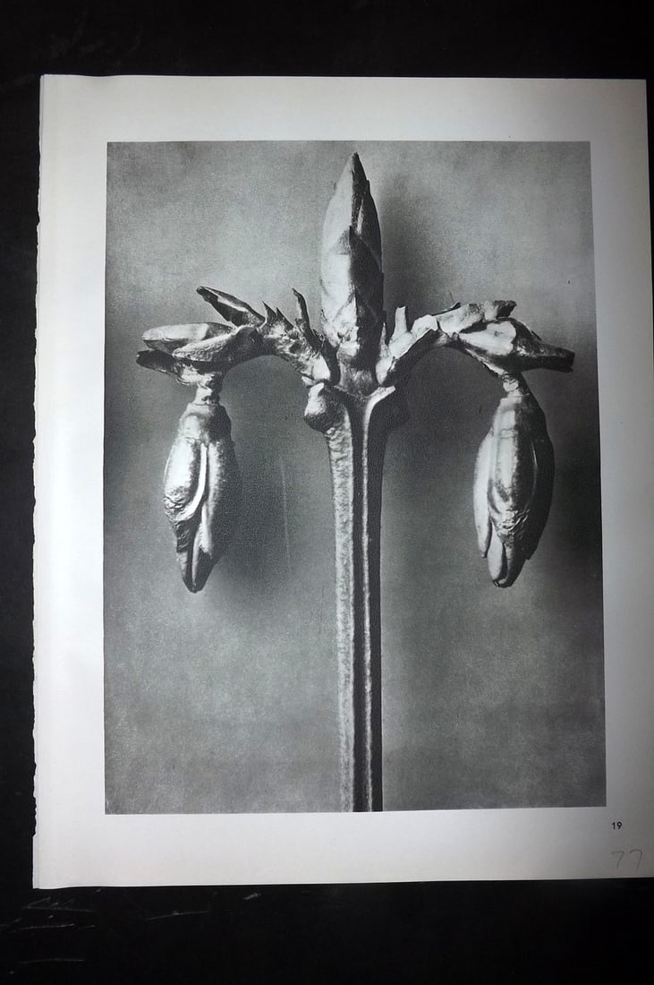 Blossfeldt, Karl 1942 Folio Vintage Botanical Print 19: Photogravures Published 1953, Berlin for "Urformen der Kunst" by Karl Blossfeldt. Reverse side blank. Paper Size: 12.5 x 10 inch (32 x 25cm) Good Condition
