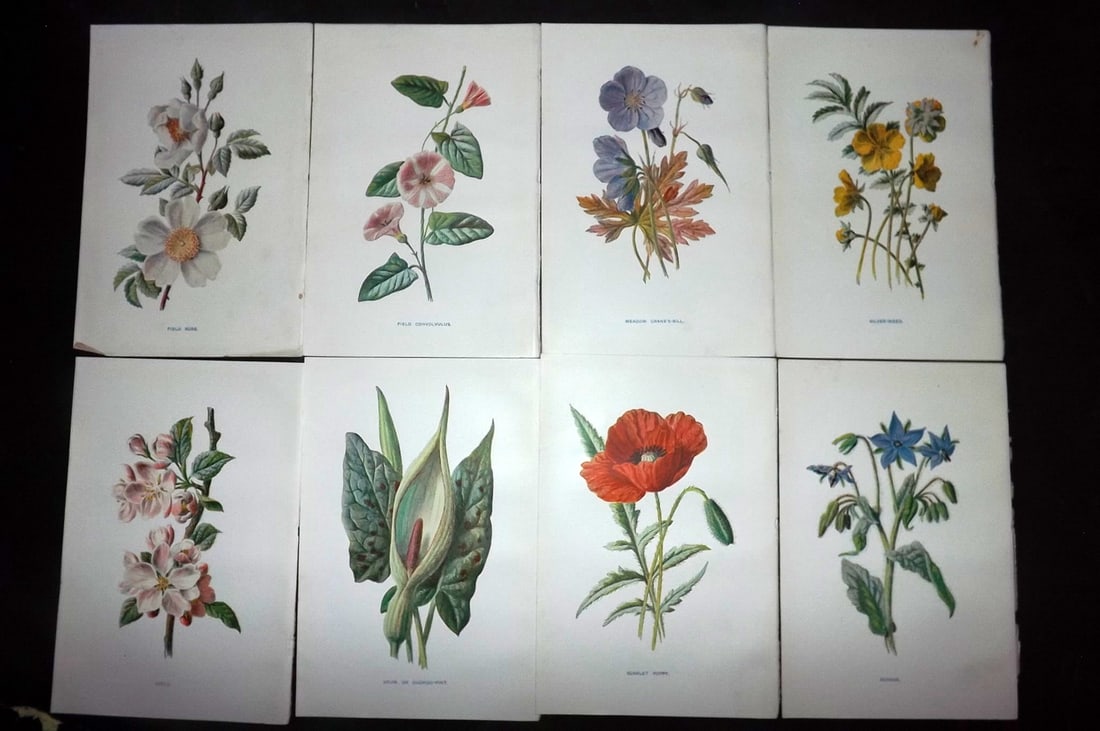 Hulme, Edward C1900 Lot of 8 Botanical Prints. Wild Flowers: Offset Lithographs Published C1900, London for "Familiar Wild Flowers" by F. Edward Hulme & Shirley Hibberd. Paper Size: 7.5 x 5 inch (19 x 13cm) Good Condition