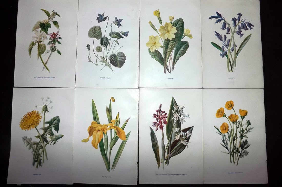 Hulme, Edward C1900 Lot of 8 Botanical Prints. Wild Flowers: Offset Lithographs Published C1900, London for "Familiar Wild Flowers" by F. Edward Hulme & Shirley Hibberd. Paper Size: 7.5 x 5 inch (19 x 13cm) Good Condition