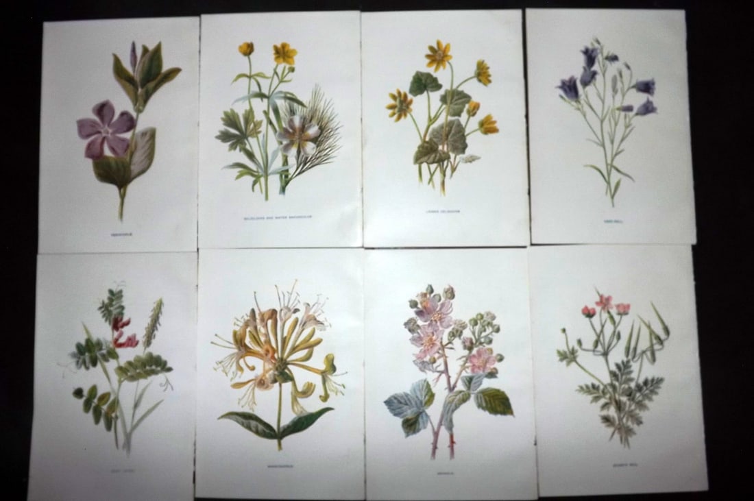Hulme, Edward C1900 Lot of 8 Botanical Prints. Wild Flowers: Offset Lithographs Published C1900, London for "Familiar Wild Flowers" by F. Edward Hulme & Shirley Hibberd. Paper Size: 7.5 x 5 inch (19 x 13cm) Good Condition
