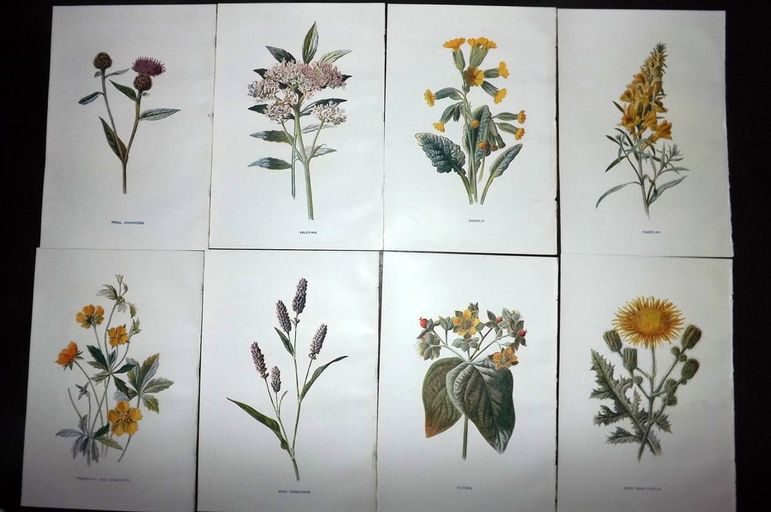 Hulme, Edward C1900 Lot of 8 Botanical Prints. Wild Flowers: Offset Lithographs Published C1900, London for "Familiar Wild Flowers" by F. Edward Hulme & Shirley Hibberd. Paper Size: 7.5 x 5 inch (19 x 13cm) Good Condition