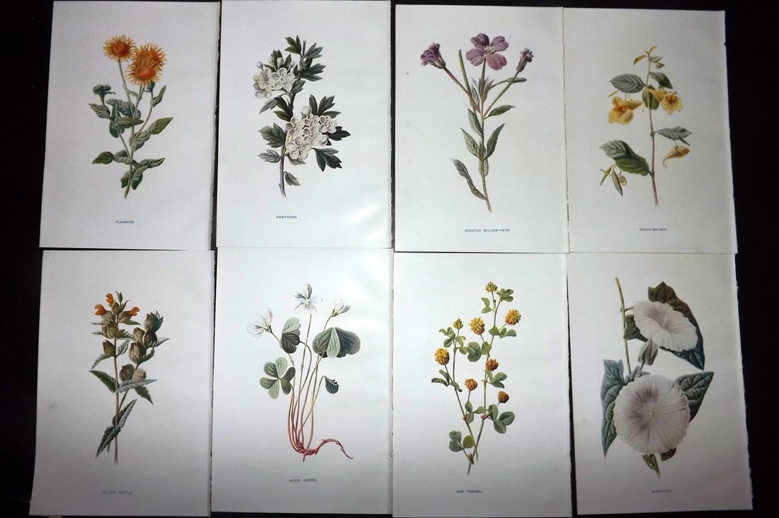 Hulme, Edward C1900 Lot of 8 Botanical Prints. Wild Flowers: Offset Lithographs Published C1900, London for "Familiar Wild Flowers" by F. Edward Hulme & Shirley Hibberd. Paper Size: 7.5 x 5 inch (19 x 13cm) Good Condition