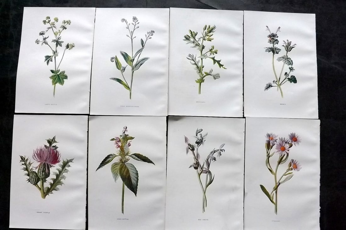 Hulme, Edward C1900 Lot of 8 Botanical Prints. Wild Flowers: Offset Lithographs Published C1900, London for "Familiar Wild Flowers" by F. Edward Hulme & Shirley Hibberd. Paper Size: 7.5 x 5 inch (19 x 13cm) Good Condition