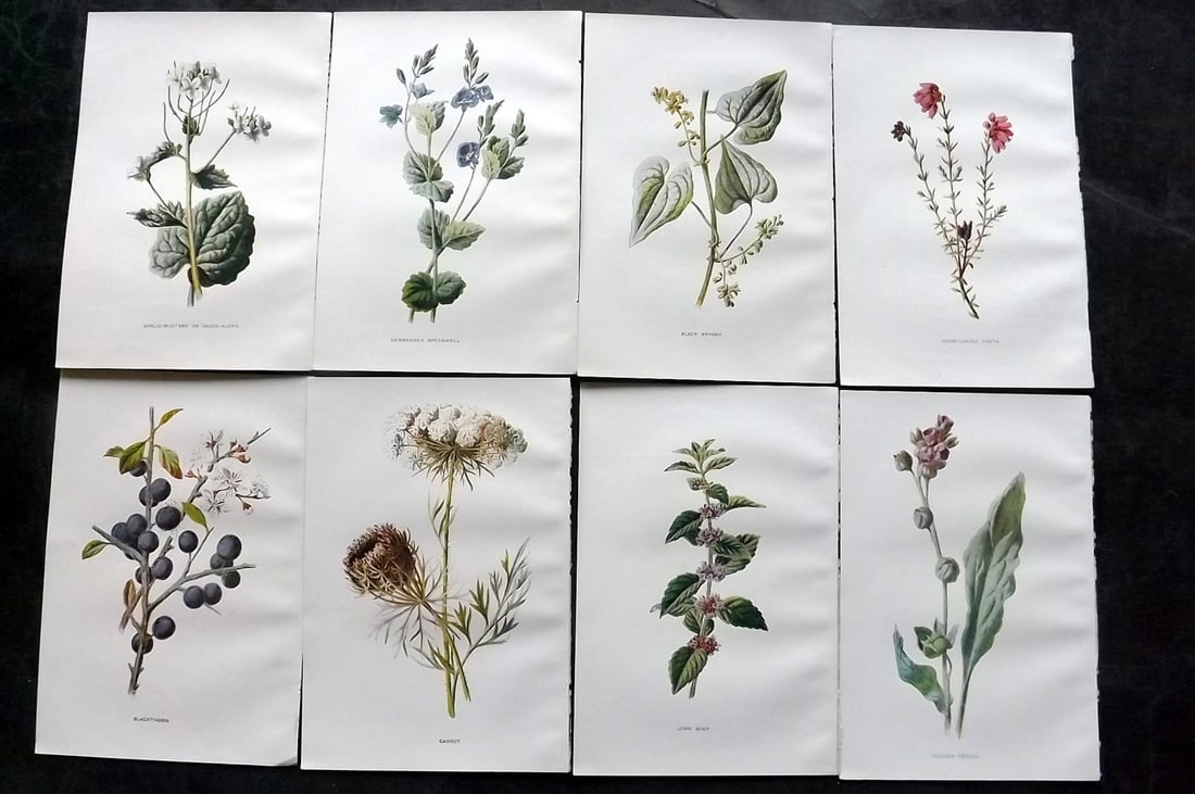 Hulme, Edward C1900 Lot of 8 Botanical Prints. Wild Flowers: Offset Lithographs Published C1900, London for "Familiar Wild Flowers" by F. Edward Hulme & Shirley Hibberd. Paper Size: 7.5 x 5 inch (19 x 13cm) Good Condition
