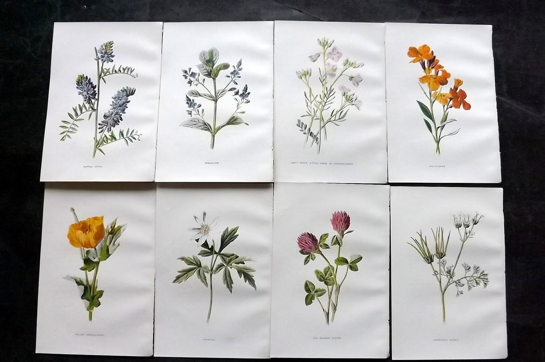 Hulme, Edward C1900 Lot of 8 Botanical Prints. Wild Flowers: Offset Lithographs Published C1900, London for "Familiar Wild Flowers" by F. Edward Hulme & Shirley Hibberd. Paper Size: 7.5 x 5 inch (19 x 13cm) Good Condition