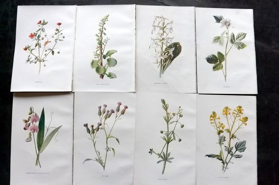 Hulme, Edward C1900 Lot of 8 Botanical Prints. Wild Flowers: Offset Lithographs Published C1900, London for "Familiar Wild Flowers" by F. Edward Hulme & Shirley Hibberd. Paper Size: 7.5 x 5 inch (19 x 13cm) Good Condition