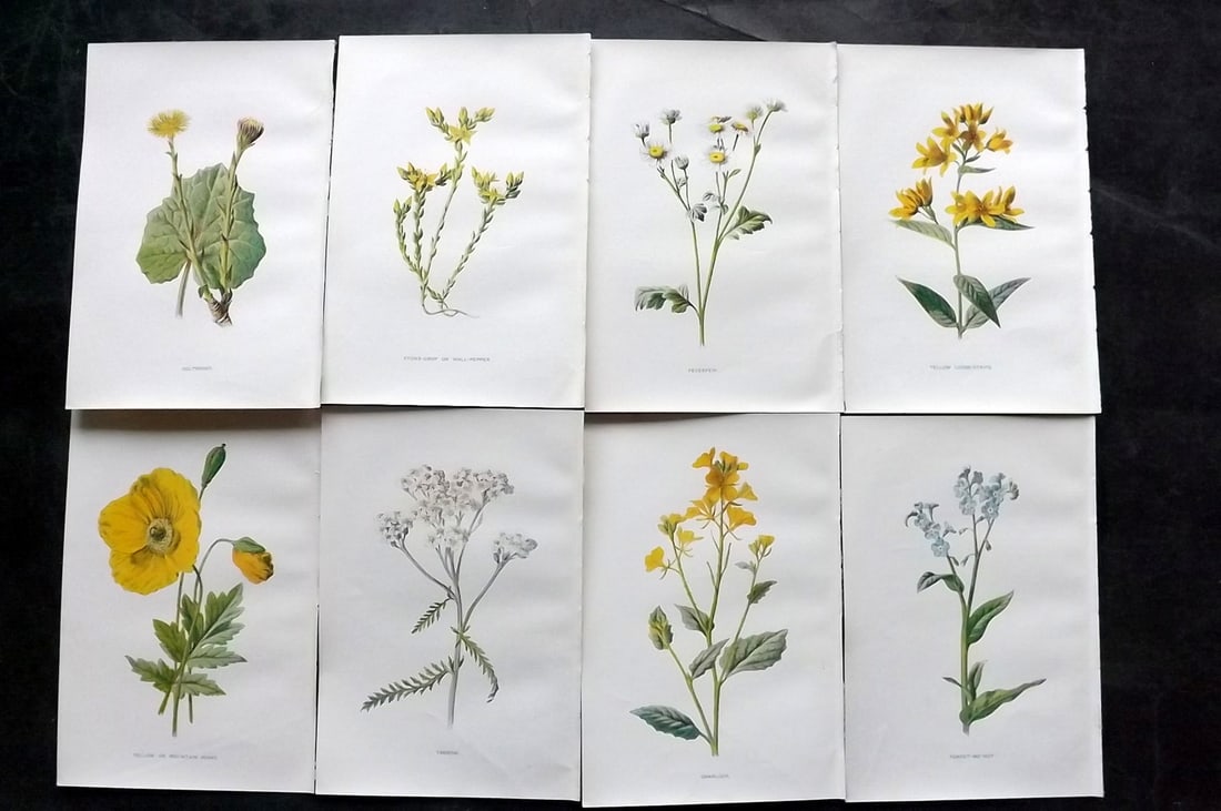 Hulme, Edward C1900 Lot of 8 Botanical Prints. Wild Flowers: Offset Lithographs Published C1900, London for "Familiar Wild Flowers" by F. Edward Hulme & Shirley Hibberd. Paper Size: 7.5 x 5 inch (19 x 13cm) Good Condition