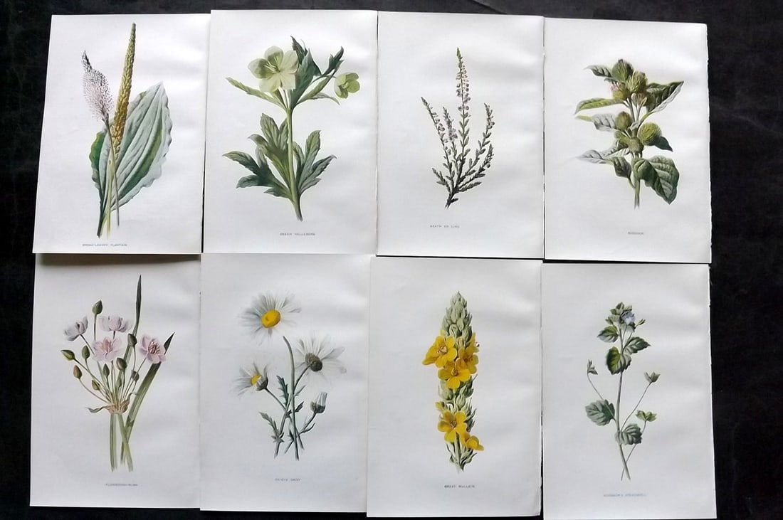 Hulme, Edward C1900 Lot of 8 Botanical Prints. Wild Flowers: Offset Lithographs Published C1900, London for "Familiar Wild Flowers" by F. Edward Hulme & Shirley Hibberd. Paper Size: 7.5 x 5 inch (19 x 13cm) Good Condition