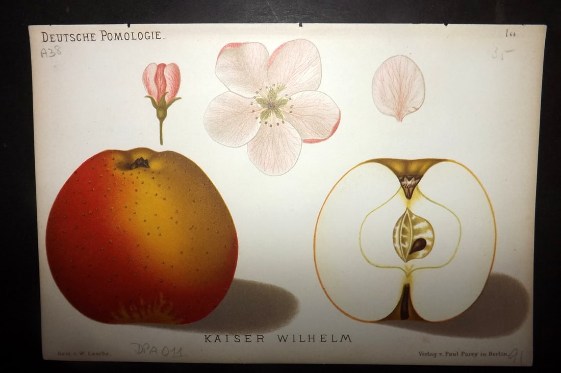 Lauche, Wilhelm 1883 Antique Fruit Print. Kaiser Wilhelm 64 Apple (1 of 1)