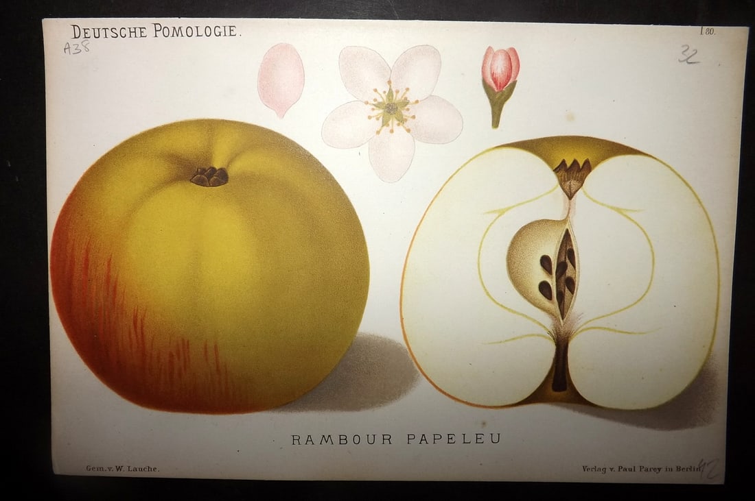 Lauche, Wilhelm 1883 Antique Fruit Print. Rambour Papeleu 80 Apple: Chromolithographs Published 1883, Berlin for "Deutsche Pomologie" by Wilhelm Lauche. Paper Size: 8.5 x 6 inch (22 x 15cm) Good Condition