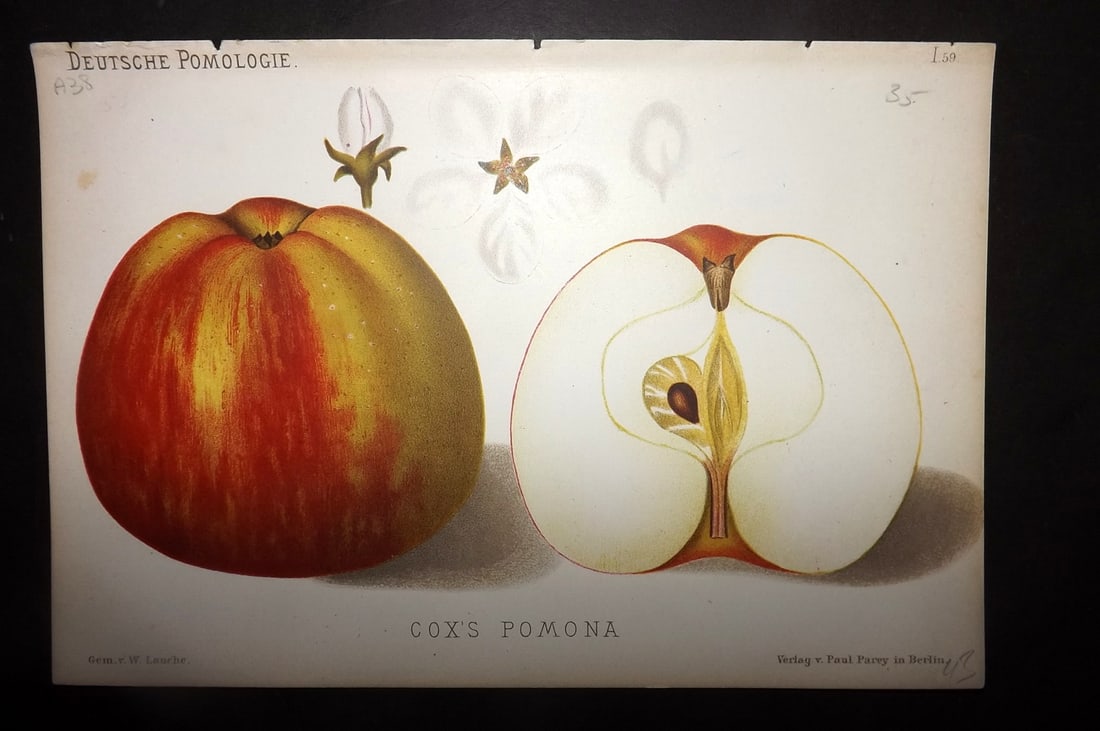 Lauche, Wilhelm 1883 Antique Fruit Print. Coxs Pomona 59 Apple: Chromolithographs Published 1883, Berlin for "Deutsche Pomologie" by Wilhelm Lauche. Paper Size: 8.5 x 6 inch (22 x 15cm) Good Condition