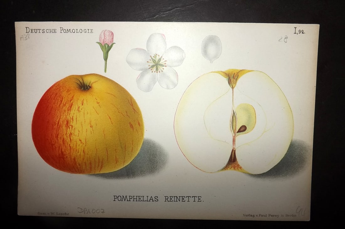 Lauche, Wilhelm 1883 Antique Fruit Print. Pomphelias Reinette 92 Apple: Chromolithographs Published 1883, Berlin for "Deutsche Pomologie" by Wilhelm Lauche. Paper Size: 8.5 x 6 inch (22 x 15cm) Good Condition