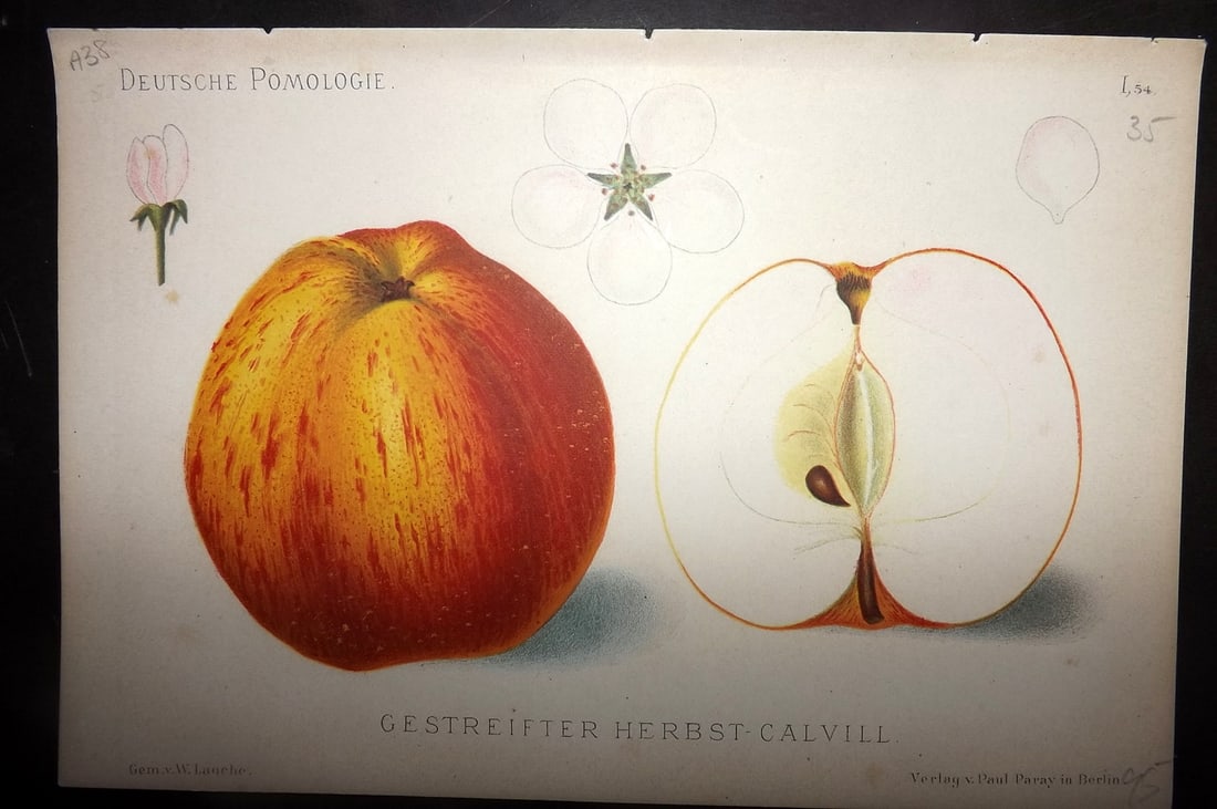 Lauche, Wilhelm 1883 Antique Fruit Print. Gestreifter Herbst Calvill 54: Chromolithographs Published 1883, Berlin for "Deutsche Pomologie" by Wilhelm Lauche. Paper Size: 8.5 x 6 inch (22 x 15cm) Good Condition