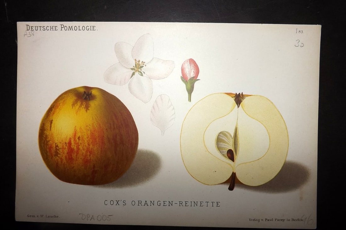 Lauche, Wilhelm 1883 Antique Fruit Print. Cox's Orangen-Reinette 83 Apple: Chromolithographs Published 1883, Berlin for "Deutsche Pomologie" by Wilhelm Lauche. Paper Size: 8.5 x 6 inch (22 x 15cm) Good Condition