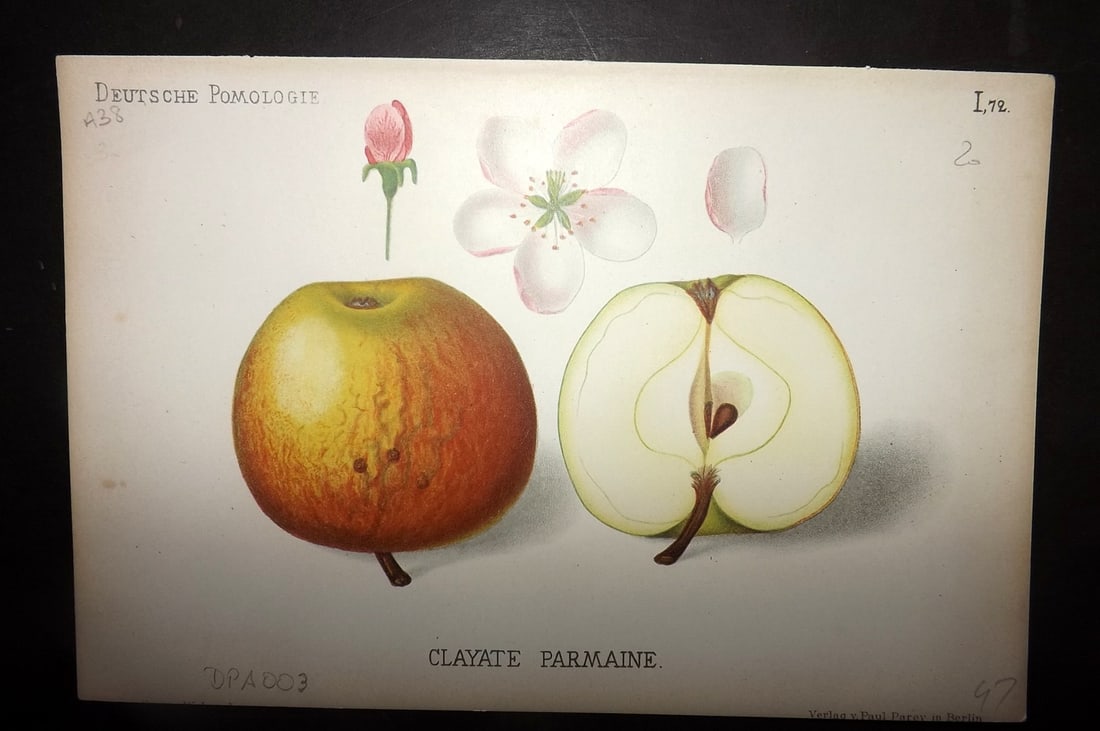 Lauche, Wilhelm 1883 Antique Fruit Print. Clayate Parmaine 72 Apple: Chromolithographs Published 1883, Berlin for "Deutsche Pomologie" by Wilhelm Lauche. Paper Size: 8.5 x 6 inch (22 x 15cm) Good Condition