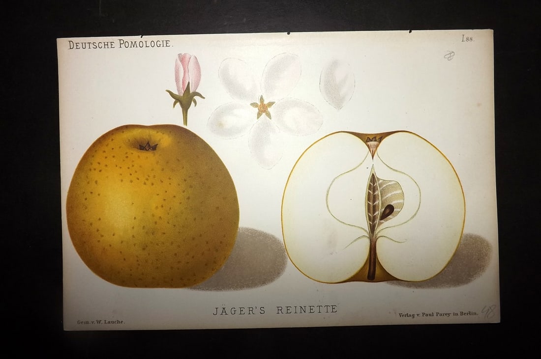 Lauche, Wilhelm 1883 Antique Fruit Print. Jager's Reinette 88 Apple: Chromolithographs Published 1883, Berlin for "Deutsche Pomologie" by Wilhelm Lauche. Paper Size: 8.5 x 6 inch (22 x 15cm) Good Condition