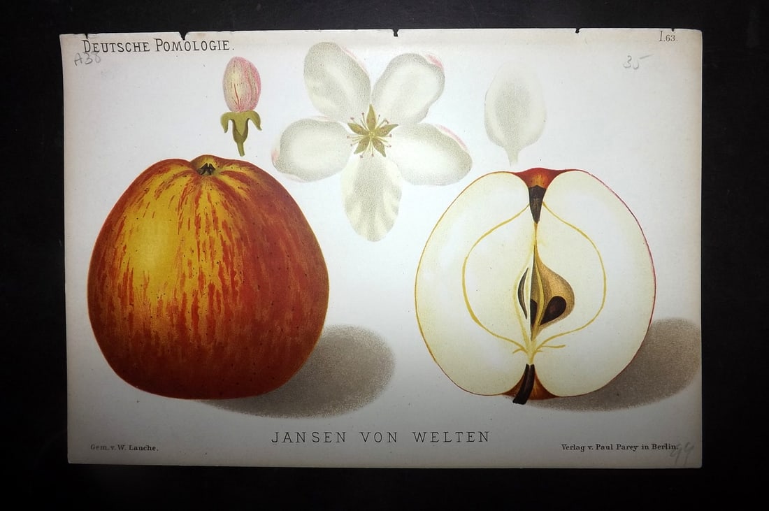 Lauche, Wilhelm 1883 Antique Fruit Print. Jansen von Welten 63 Apple: Chromolithographs Published 1883, Berlin for "Deutsche Pomologie" by Wilhelm Lauche. Paper Size: 8.5 x 6 inch (22 x 15cm) Good Condition