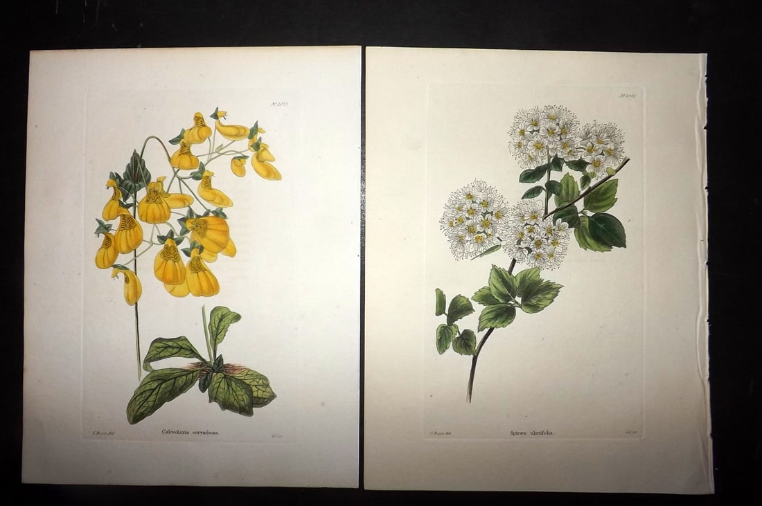 Loddiges, Conrad C1820 Pair of Hand Col Botanical Prints (1 of 2)