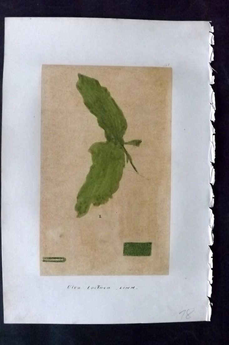 Original Art C1875 Seaweed. Ulva Lactuca 41: Pen, Ink and/or Watercolour Made in C1875, England for a privately created work on British Seaweeds by an unknown but Gifted Artist. Each drawing with accompanying descriptive manuscript plate, also f