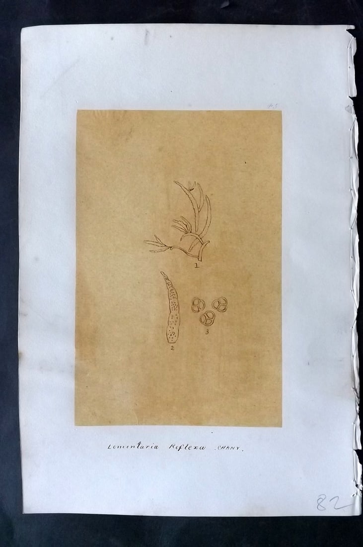 Original Art C1875 Seaweed. Lomentaria Reflexa 45: Pen, Ink and/or Watercolour Made in C1875, England for a privately created work on British Seaweeds by an unknown but Gifted Artist. Each drawing with accompanying descriptive manuscript plate, also f