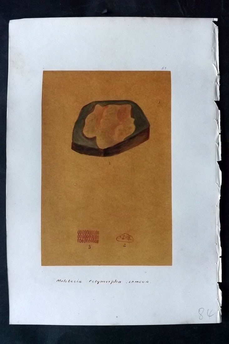 Original Art C1875 Seaweed. Melobesia Polymorpha 51: Pen, Ink and/or Watercolour Made in C1875, England for a privately created work on British Seaweeds by an unknown but Gifted Artist. Each drawing with accompanying descriptive manuscript plate, also f